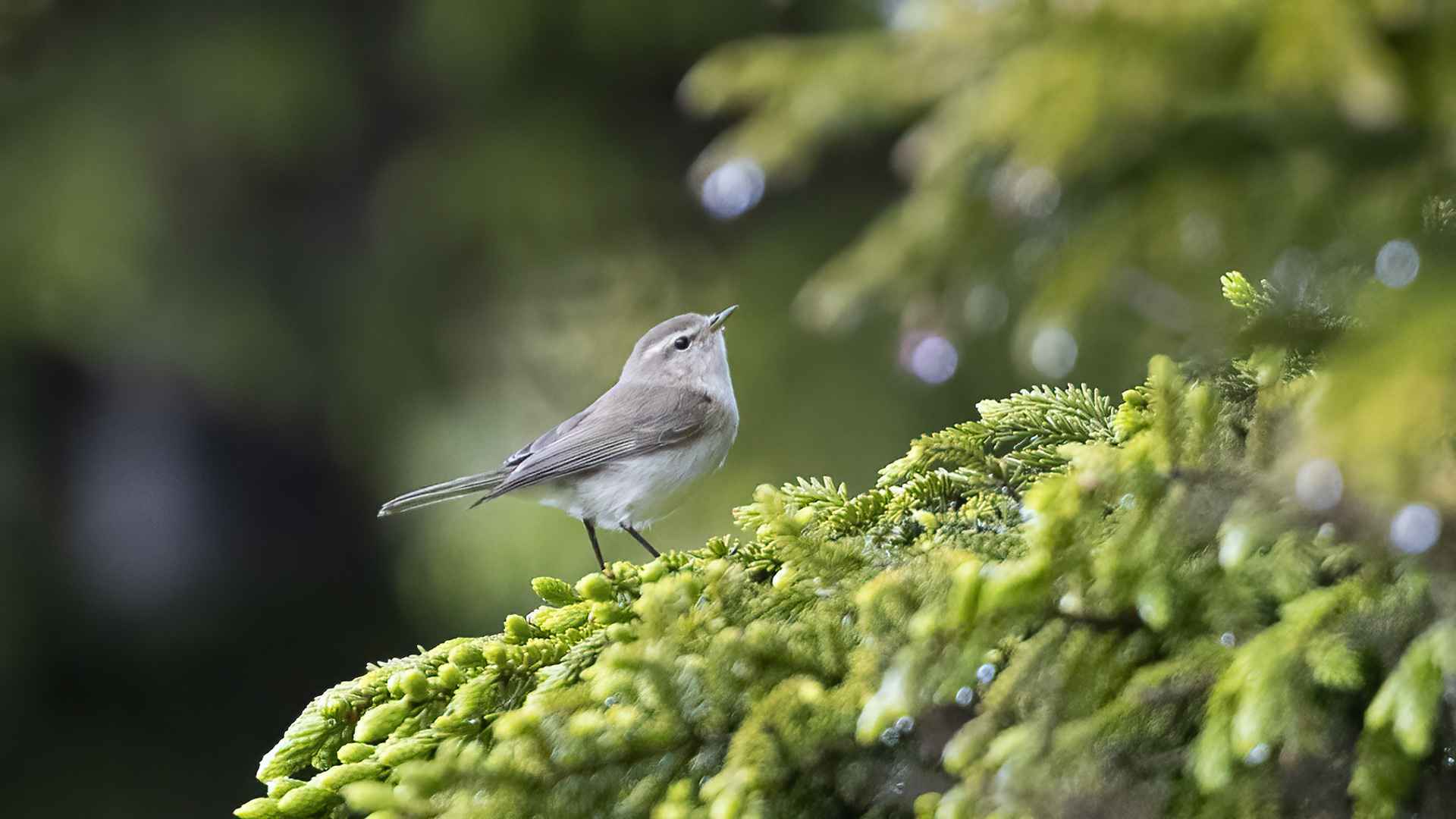 Mountain Chiffchaff